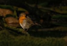 high reliability metric log examination