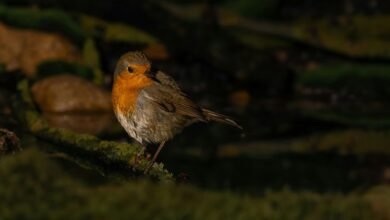 high reliability metric log examination